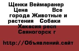 Щенки Веймаранер › Цена ­ 40 000 - Все города Животные и растения » Собаки   . Хакасия респ.,Саяногорск г.